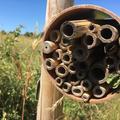 leafcutter bee nest2